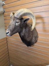FHMN18 - Mouflon Ram taxidermy shoulder mount