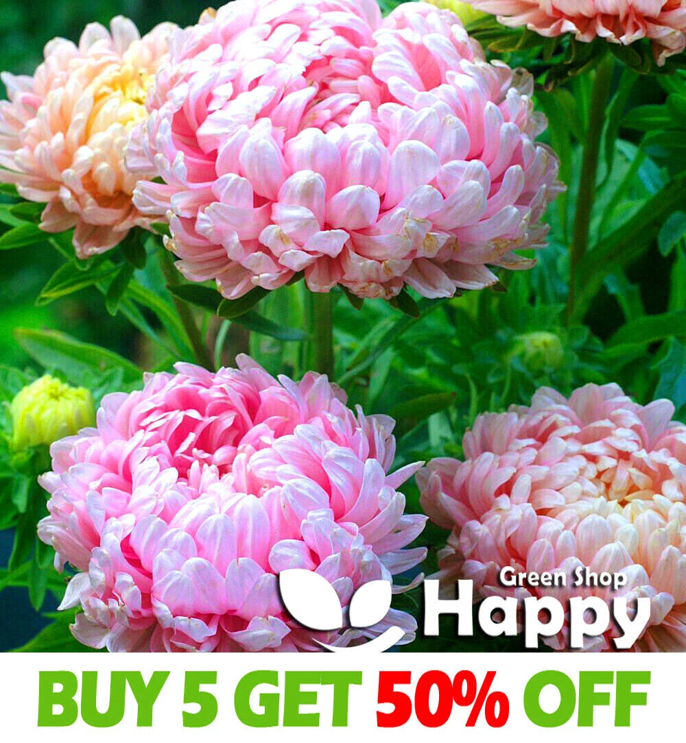 PAEONY ASTER 150 SEEDS DELICATE PINK PINK PEONY DROUGHT