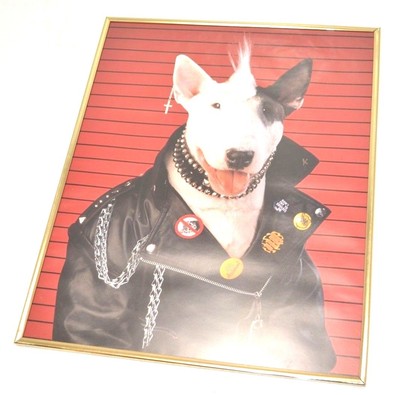 bull terrier jacket