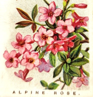 Wills's Cigarettes Tobacco Trade Card Pink Alpine Rose ''A'' Series of 50 / #45