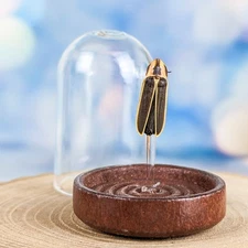 Firefly Lightening Bug Beetle Display Entomology Taxidermy specimen decor gift