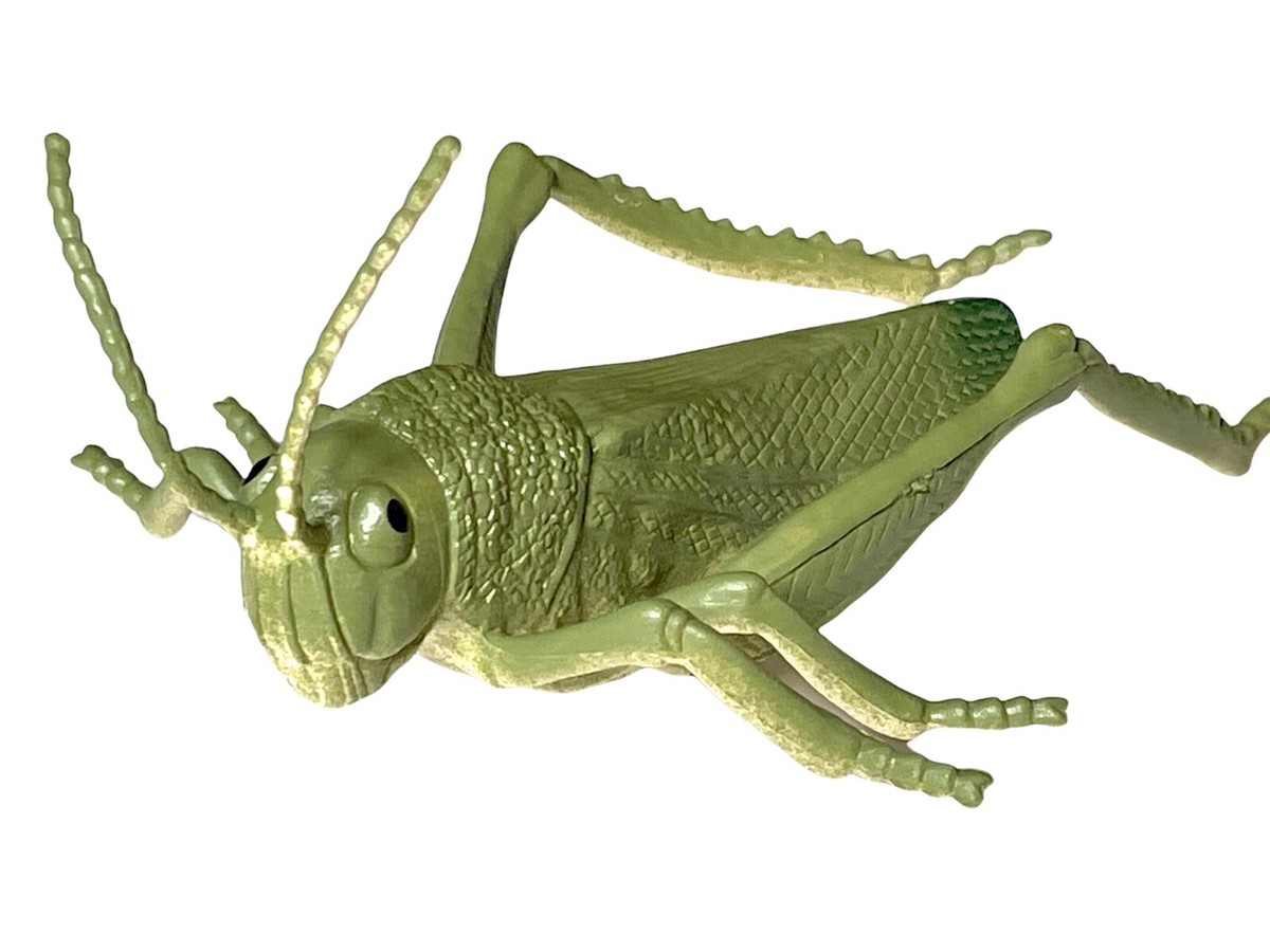 Beautifully Detailed Realistic American Grasshopper Insect Bug 5