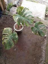 Real Picture Monstera Deliciosa Legacy Diamond Variegated 3 Leaves