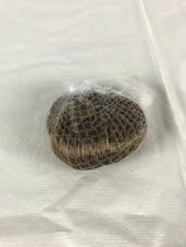 Imsco Exclusive Doll Wig Hair Small Brown Hair Doll Wig 5" with Hairnet