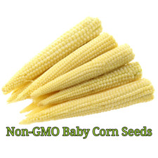 Baby Corn Seeds for Pickling | Non-GMO | Heirloom | Fresh Garden Seeds