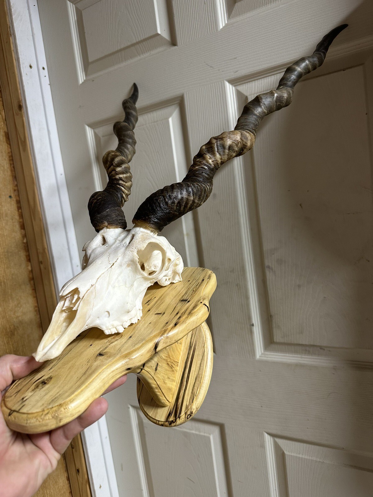 Black Buck Skull Mount With Angle Plaque. eBay