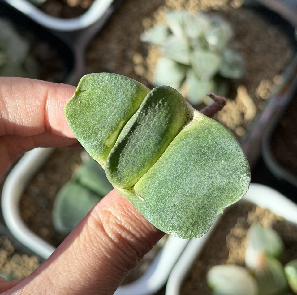 Gasteria Hybrid 'Gunpai Gagyu', cultivada en semillas, igual que en la foto (pequeña, 1,8 pulgadas) Foto 4 de 4