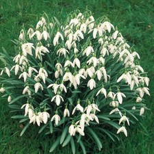 100 x Single Snowdrop Bulbs  (In the Green)- 