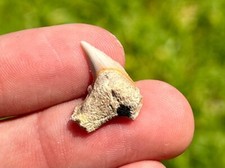 Bakersfield Fossil Tiger Sharks Tooth California Miocene Age