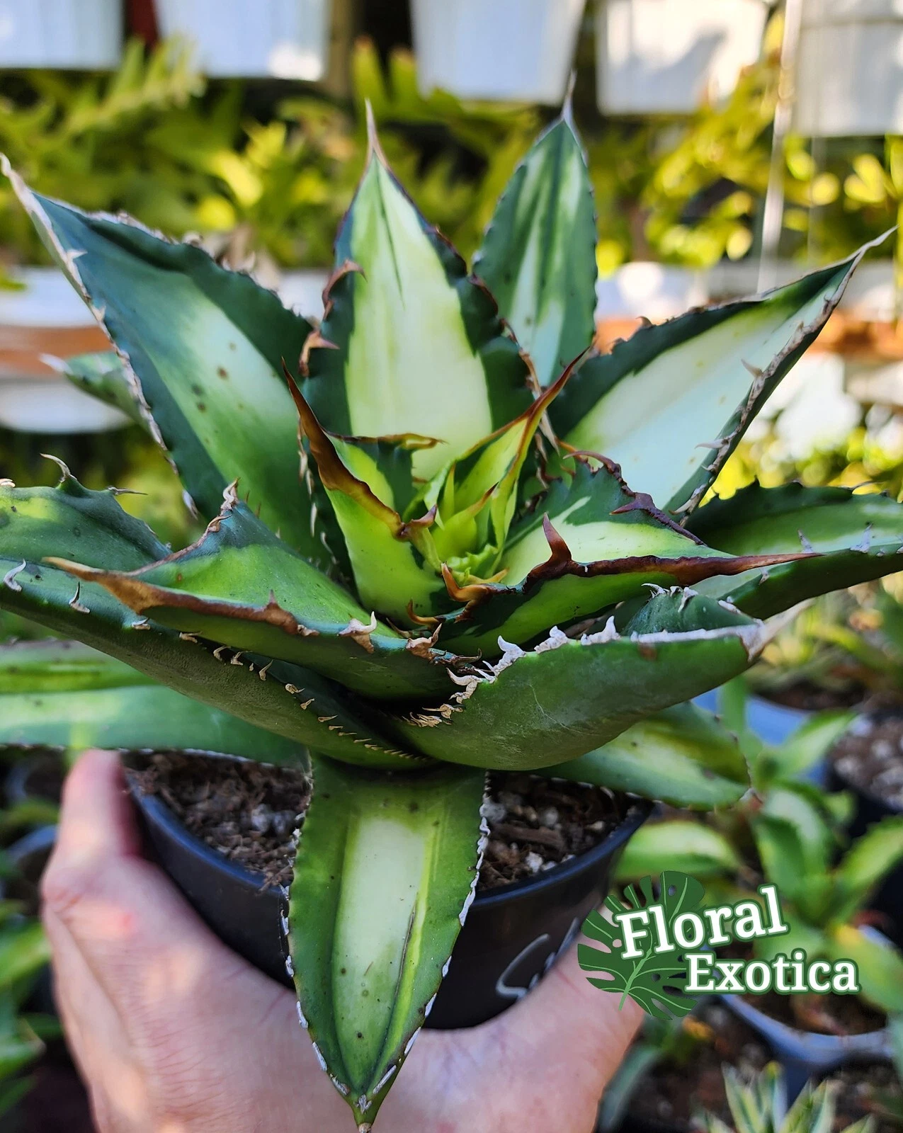 Agave Titanota 'Solar Eclipse'