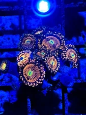 CE- WYSIWYG Playboy Zoa Zoanthid Frag Live Coral LPS SPS #R1GC7