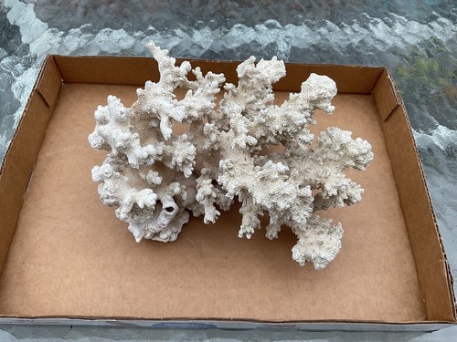 Vintage 6" long x 6" wide  Piece of Natural White Saltwater Branch Brush Coral
