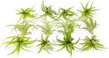 Green Tillandsia Abdita Brachycaulos Air Plants- Wholesale House Plants