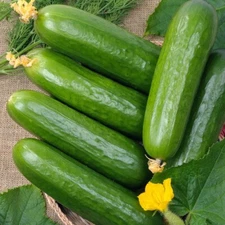 Marketmore 76 Cucumber Seeds | NON-GMO | Heirloom | Fresh Garden Seeds