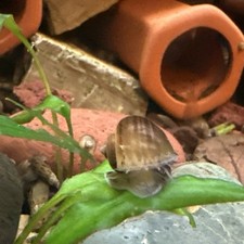 Mystery Snails Live Freshwater Pack 10 2, Assorted Colors