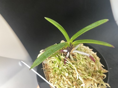 (BIN)Neofinetia falcata(japaneseorchids)red flower/triple spur/AKAUSAGI 赤兎 - Picture 6 of 7