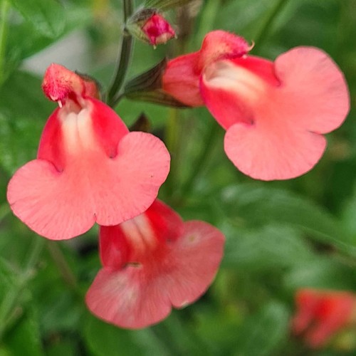 PERENNIAL SALVIA PLUG PLANTS PICK + MIX PAY ONLY ONE POSTAGE COST MIXED FLOWERS - Picture 64 of 88