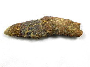 Fossil Prehistoric Turtle Coprolite Poop, 15 Grams, 2 5/16