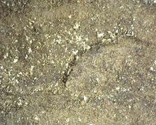 19889 MM Rosickýite Unspecified Pacific Ocean Drill Hole, Ventura County, Califo