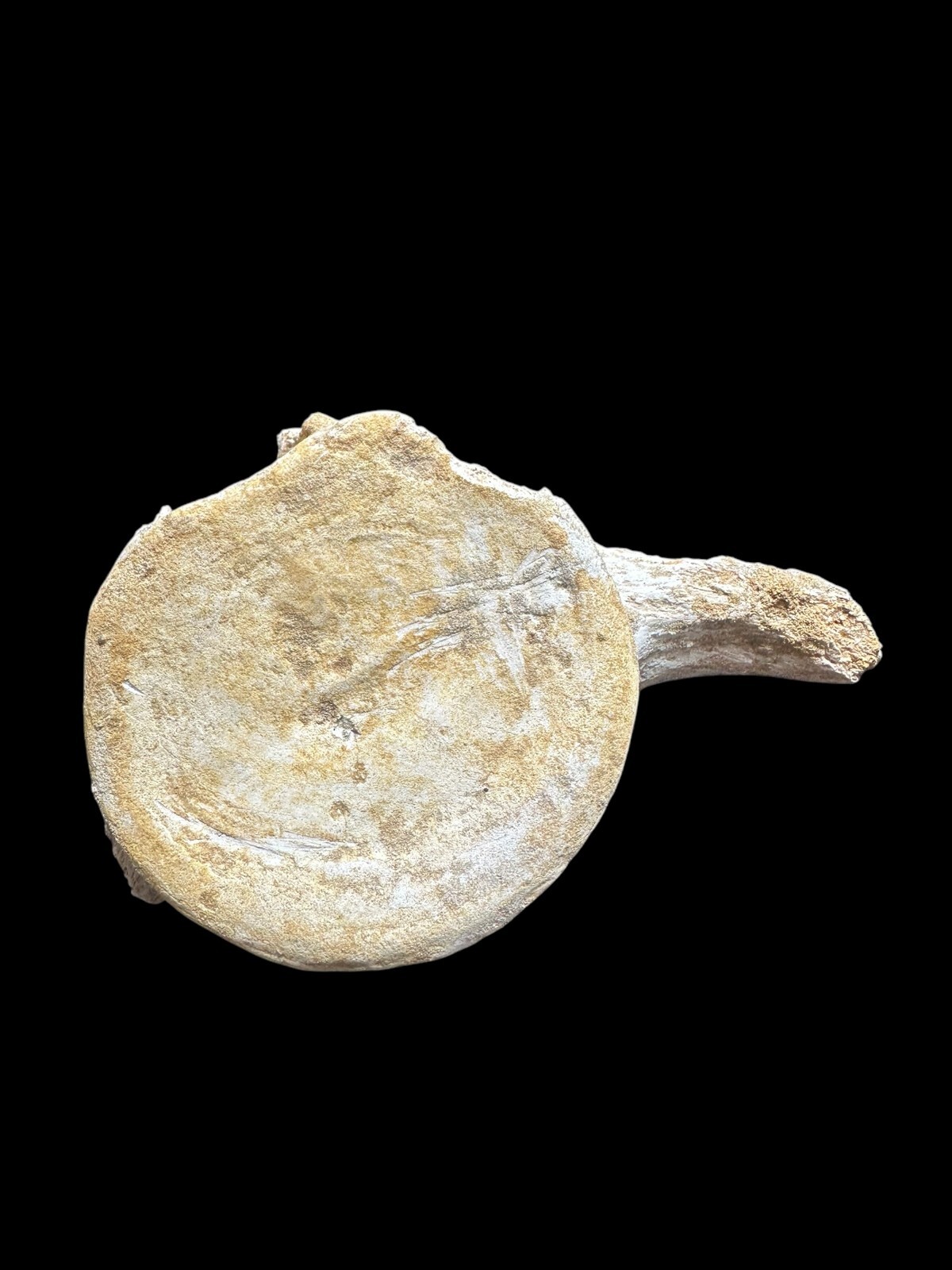 100% Genuine Plesiosaurus Vertebra – Jurassic Collector’s Treasure – Authentic