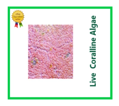 LIVE Coralline algae - Florida Reef Labs®