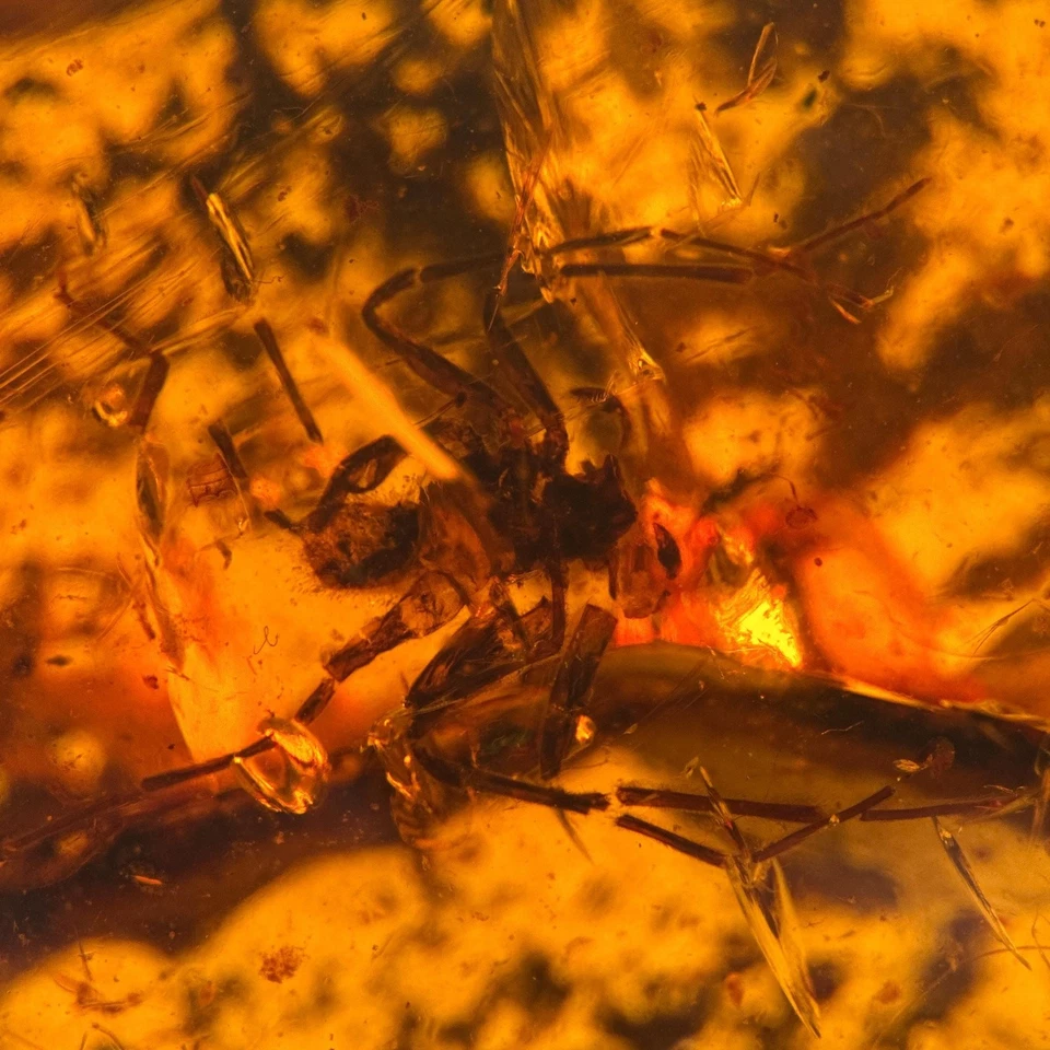 SPIDER in Burmese / Burmite amber fossil / 100% genuine amber  - Image 2 of 4