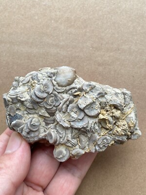 110g Beautiful crinoid Landscape stone collection