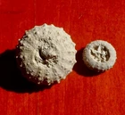 Maine-et-loire CRETACEOUS FOSSIL SEA URCHINS, PHYMOSOMA