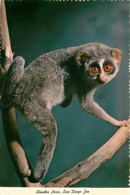 Postcard San Diego, California Zoo - Slender Loris