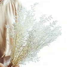 17 Inch Beige  Brown Preserved Italian Ruscus Stems, Natural Dried Eucalyptu...