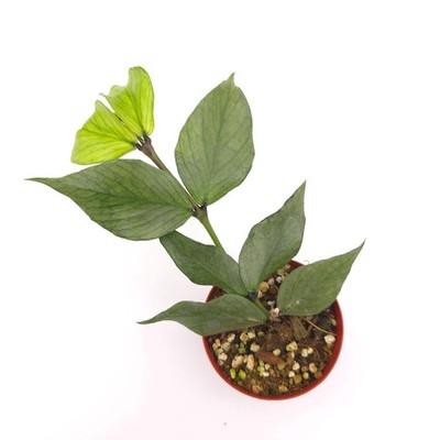 Hoya polyneura Broget 3 inch pot Growers Choice