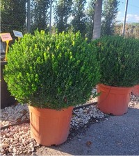 Buxus microphylla var. japonica 'Faulkner' ball 80-100cm diameter