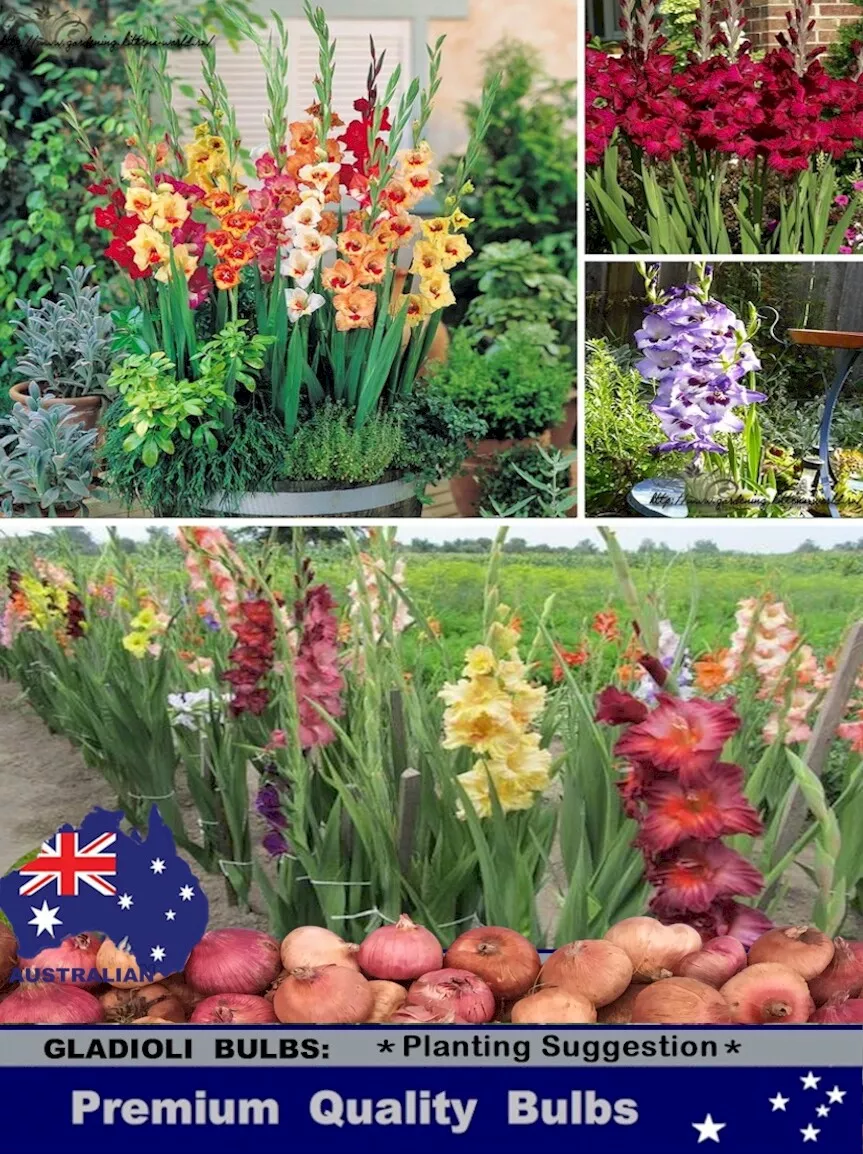 Gladiolus corms deals