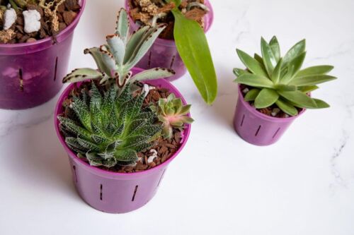 8 Assorted Clear Aeration Orchid Pots - 3 to 6 Inch Sizes for Thriving Orchids - Picture 10 of 11
