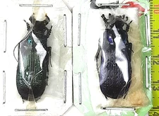 Carabidae, Carabus (Archiplectes) miroshnikovi  2 males A1, S. Russia