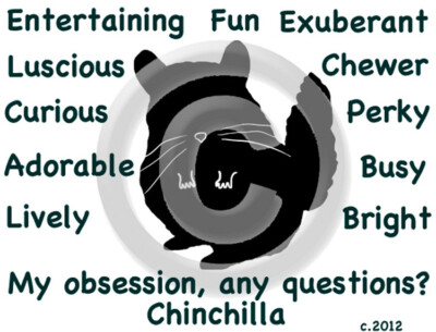 Chinchilla My Obsession, any questions? Pillow 16 x 16  free ship