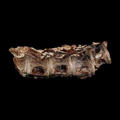3 Zoll Säbel gezahnter Hering fossile Wirbel Enchodus Kreidezeit Niobrara FM - Bild 2 von 10