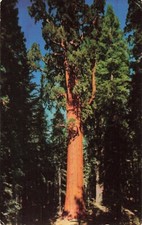 Postcard General Sherman Tree Sequoia National Park California