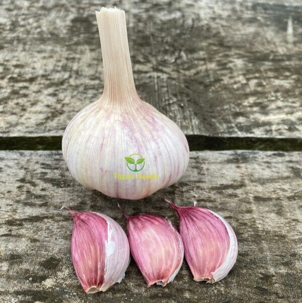 Garlic Cloves Spanish Intenso 8 cloves spicy hot Organically