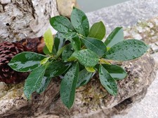 Birkenfeige Ficus Benjamina im Topf