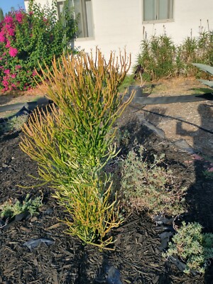10 FIRESTICKS 8-10" Euphorbia Tirucalli Pencil Cactus Succulent Cutting(s)  | eBay