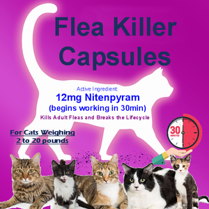 cat kidney medication