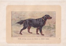 Stampa GORDON SETTER DOG 1896 - regalo arte da parete cane - amante degli animali - 10 x 7 pollici