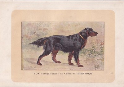 1896 Gordon Setter Hund Druck - Hund Wandkunst Geschenk - Tierliebhaber - 10 x 7 Zoll