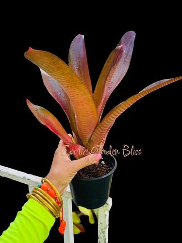 Neoregelia johannis ‘Red’ – Giant Sun Lover | Intense Scarlet Color | 18” Tall - Picture 8 of 8