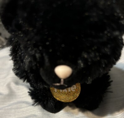 Gund Little Black Plush Cat Named Pixie 6  Cute