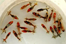 One 2.5 to 3 inches Calico Wakin (rare) for koi pond, aquarium