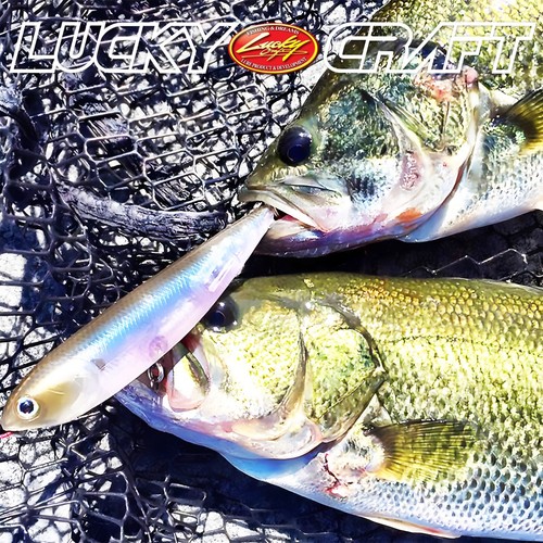 LUCKY CRAFT Sammy 100 - 802 Northern Pike (1 cantidad) Topwater. - Imagen 6 de 7