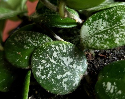 RARE Hoya Splashy Carnosa X Serpens 18'' Long No Monstera Philodendron Anthurium 