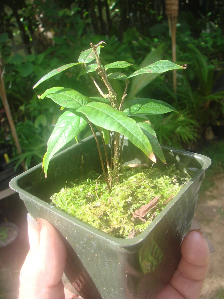 ~White Jaboticaba~ Plinia Pitrantha Branca Brazilian Grape Fruit Tree sml Plant - Image 2 of 4